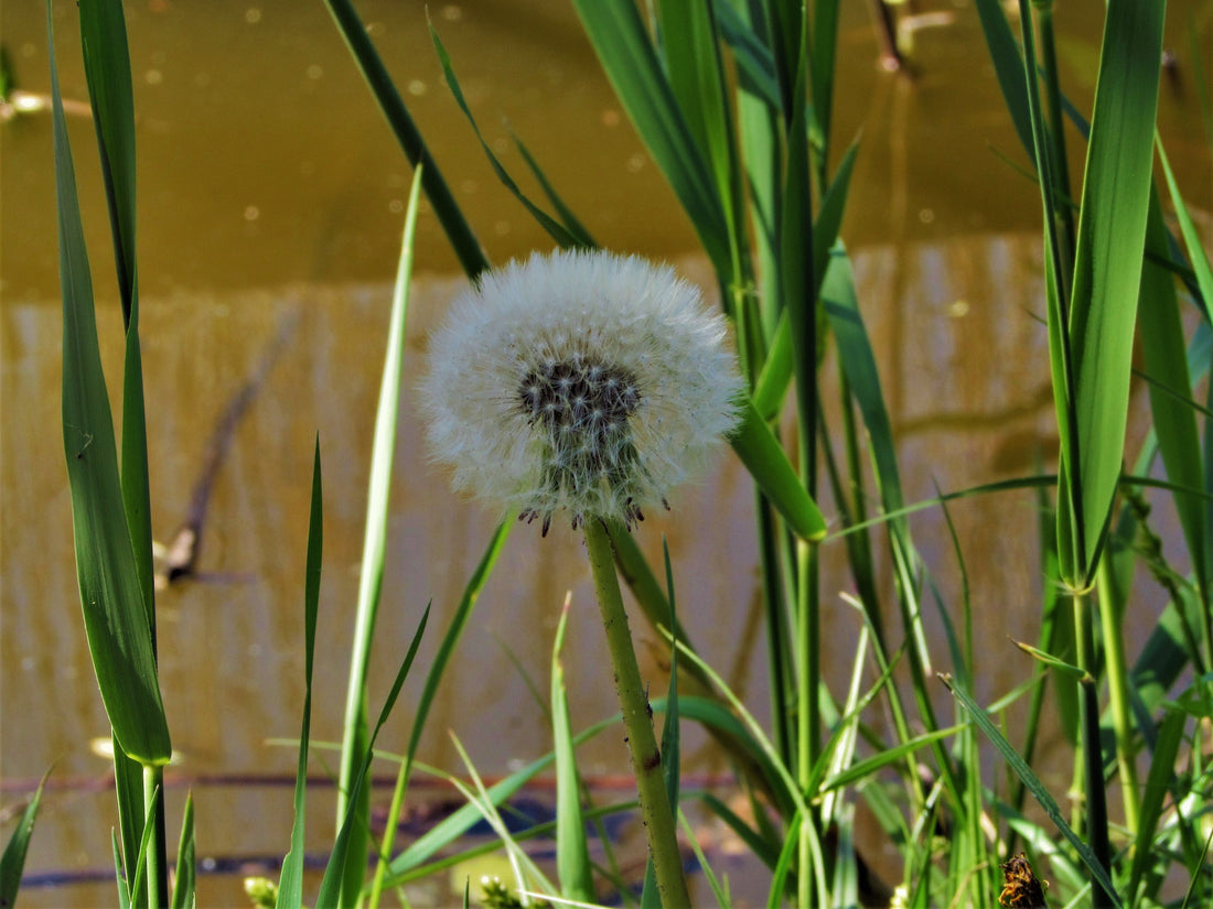 The Healing Powers of Wishing on a Dandelion