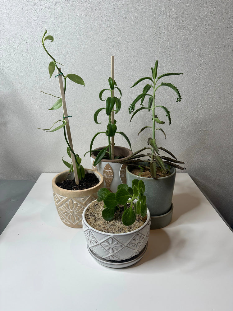 Plant Pantry