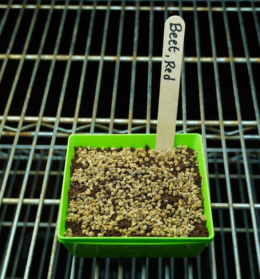 Microgreen Seed - Beet, Red
