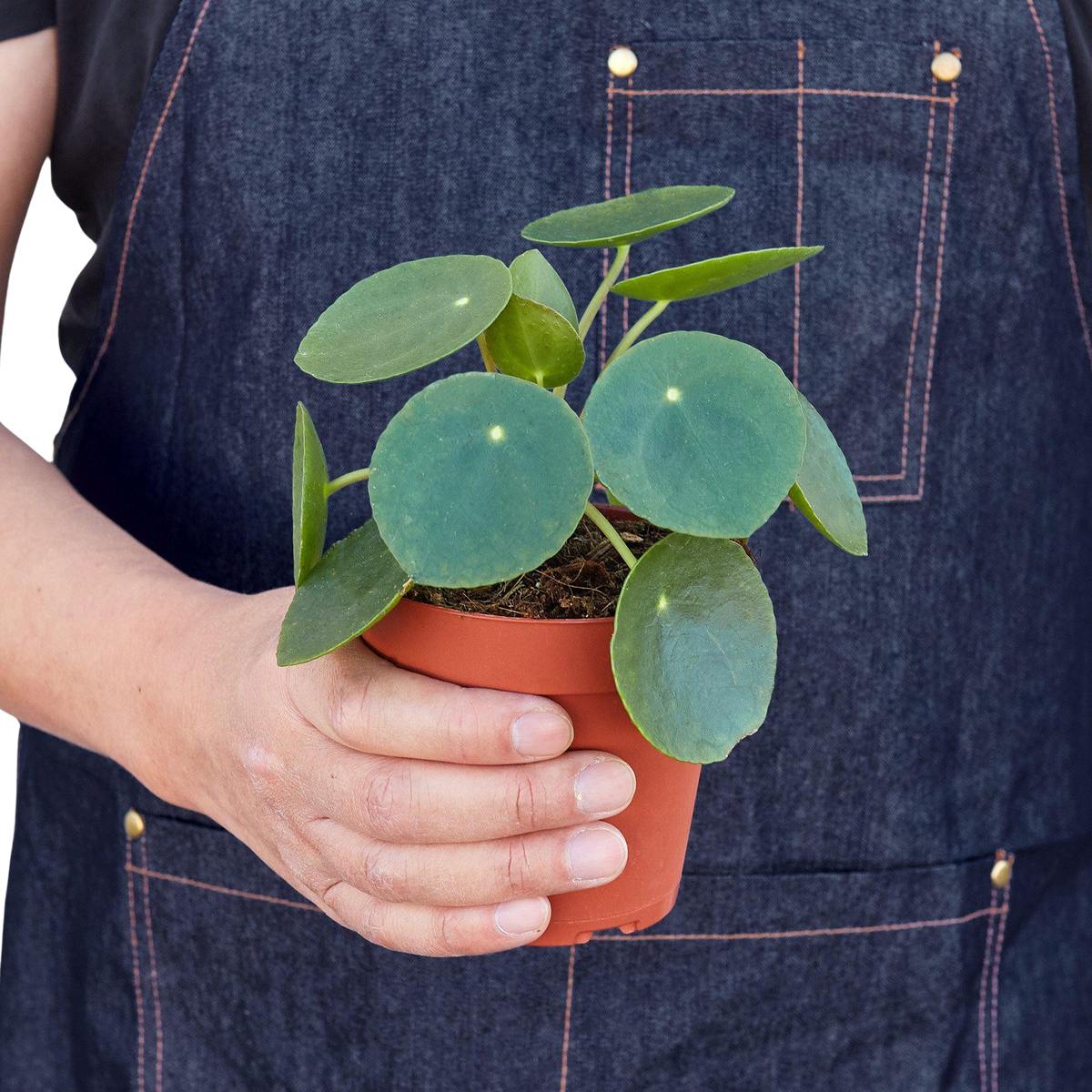 Pilea Peperomioides Chinese Money Plant