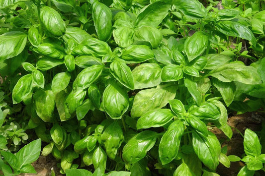 Basil Seeds, Italian Large Leaf