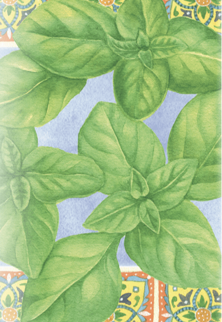 Basil Seeds - Genovese