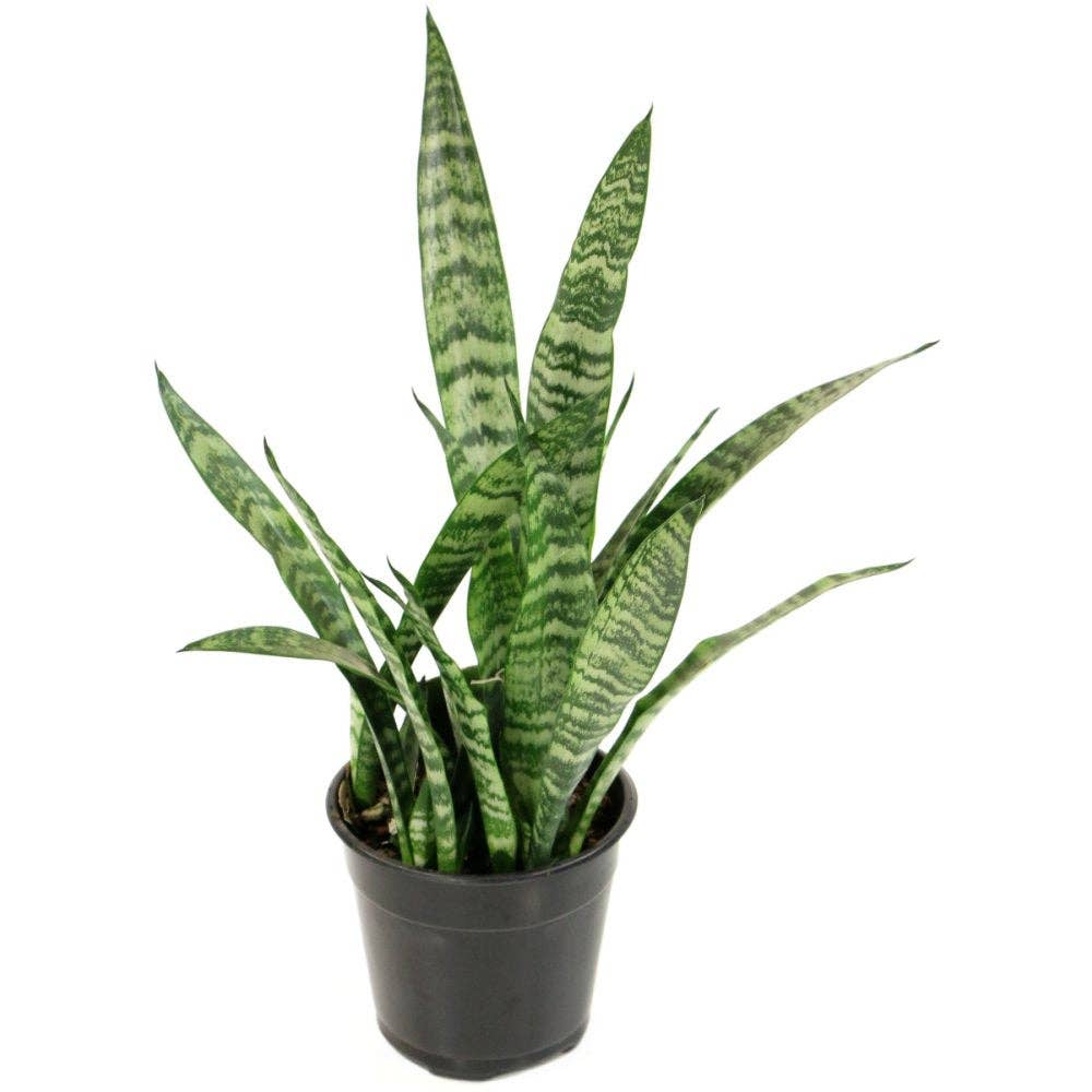 Sansevieria Snake Plant