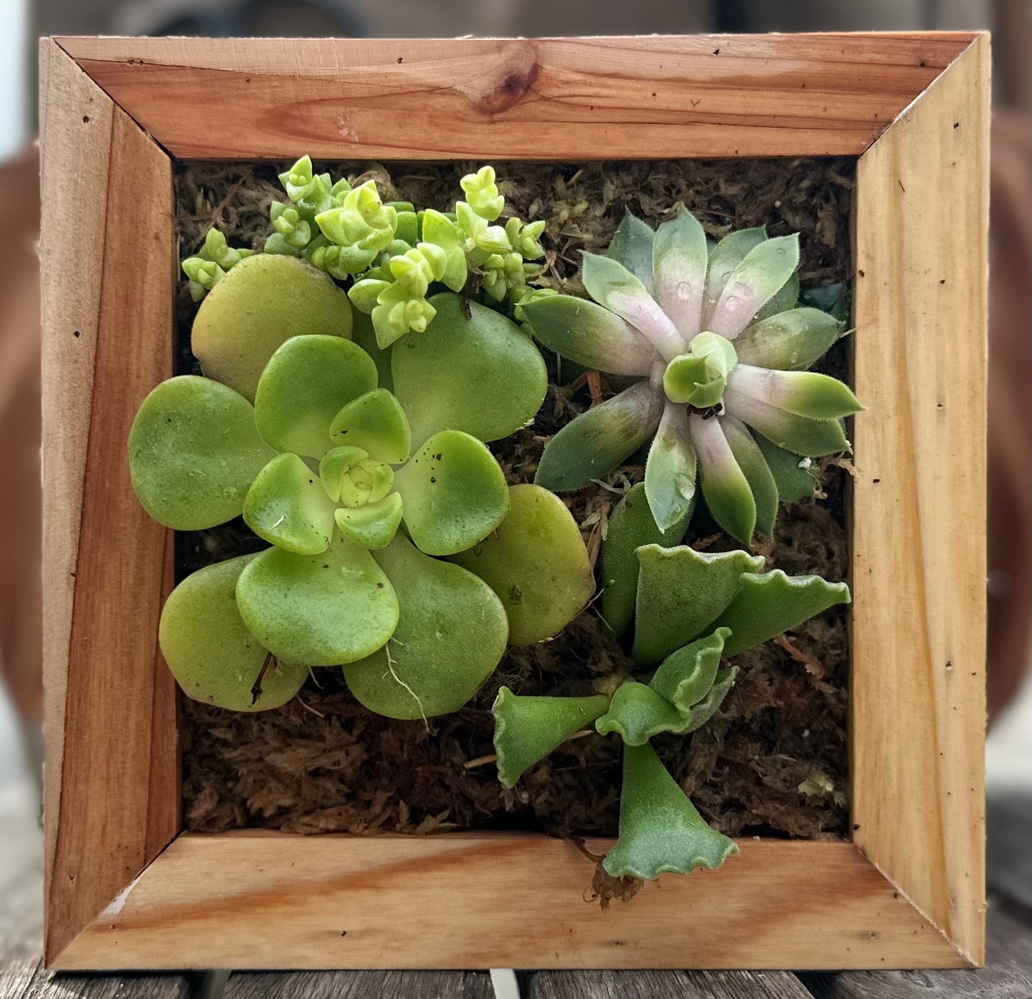 Sphagnum Moss Living Frame