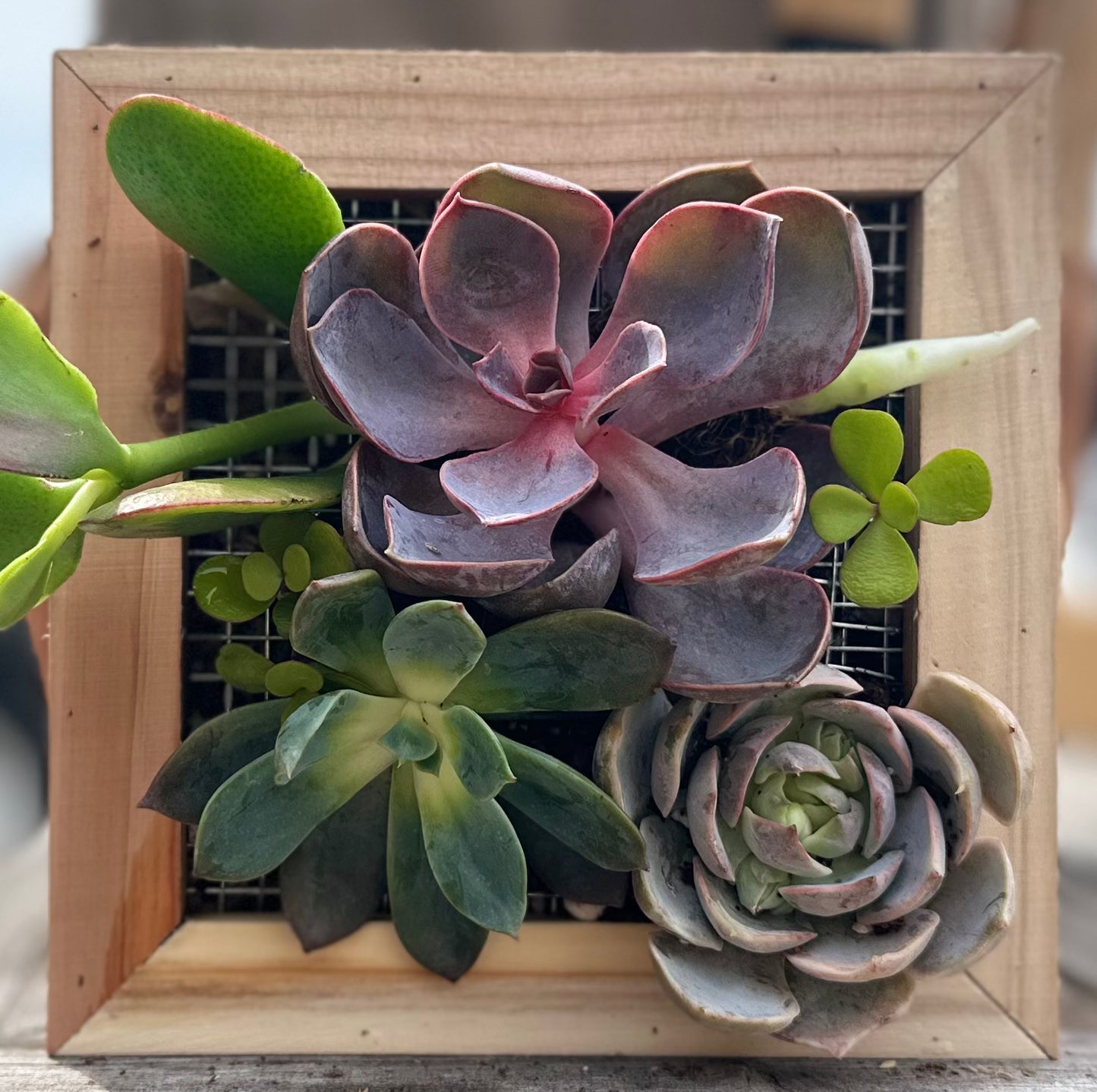 Sphagnum Moss Living Frame