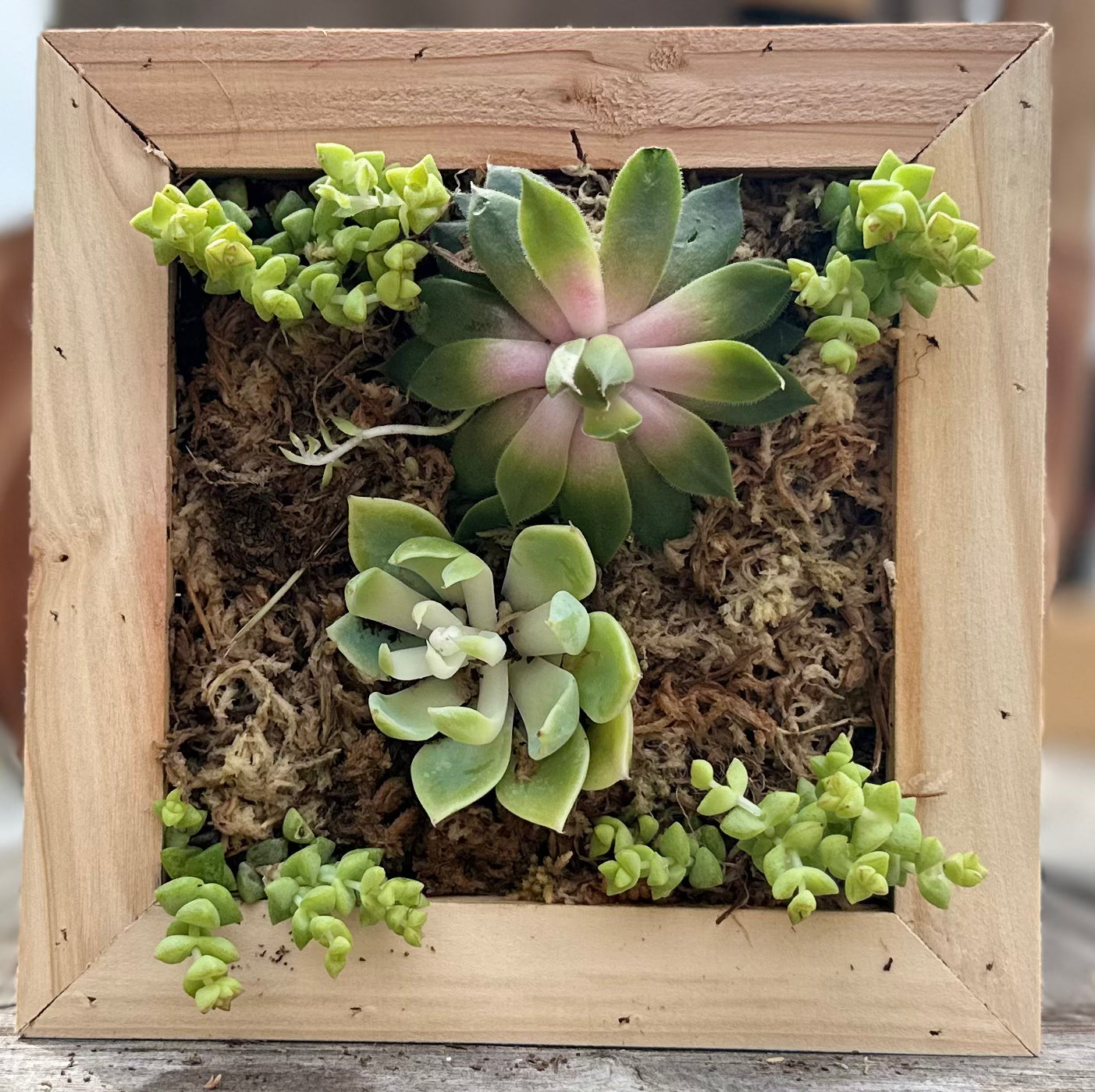 Sphagnum Moss Living Frame