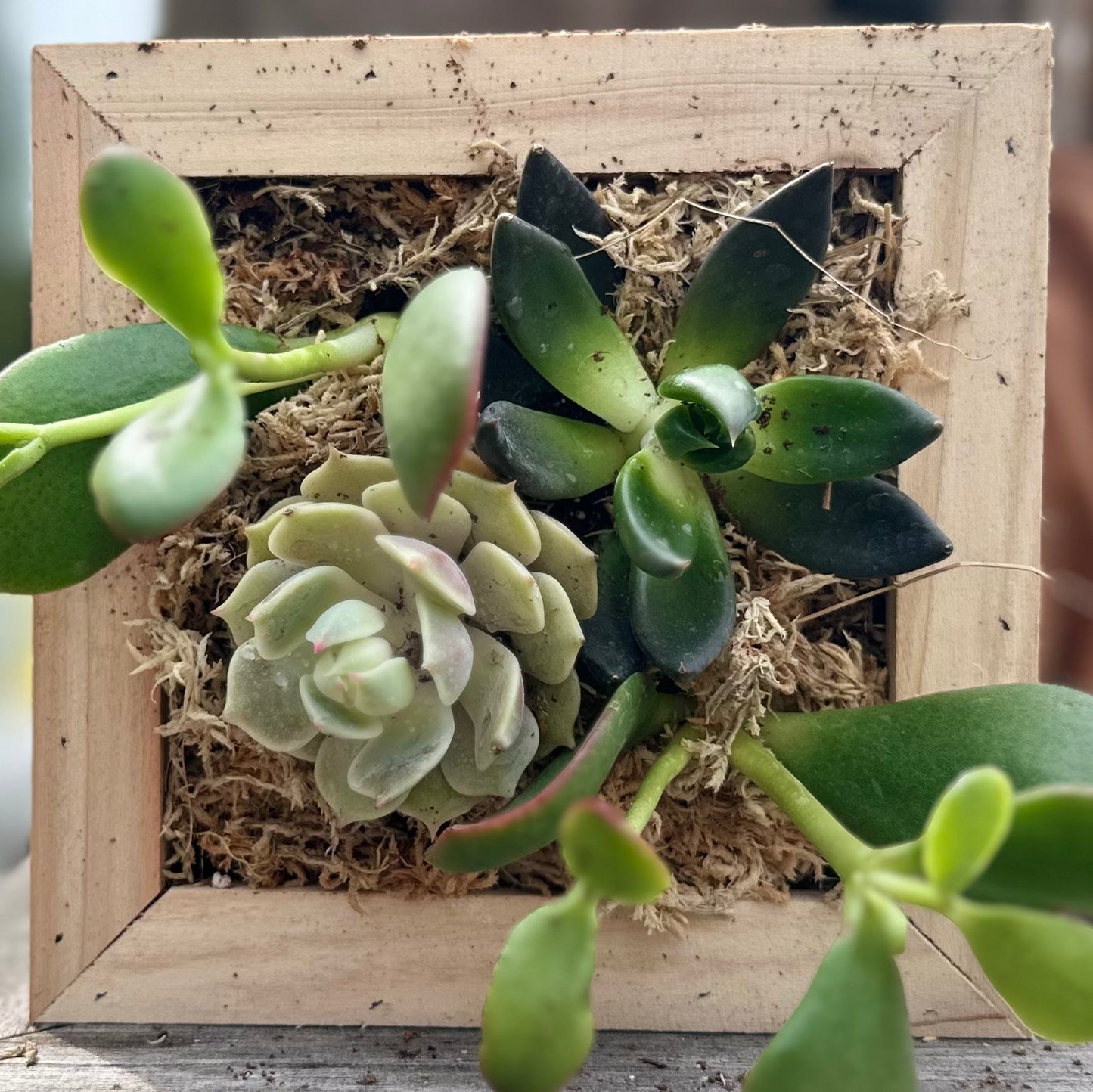Sphagnum Moss Living Frame