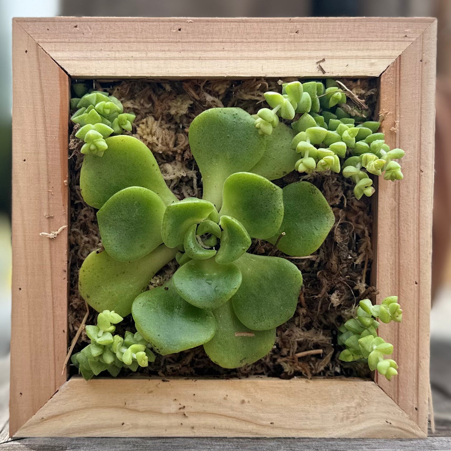 Sphagnum Moss Living Frame