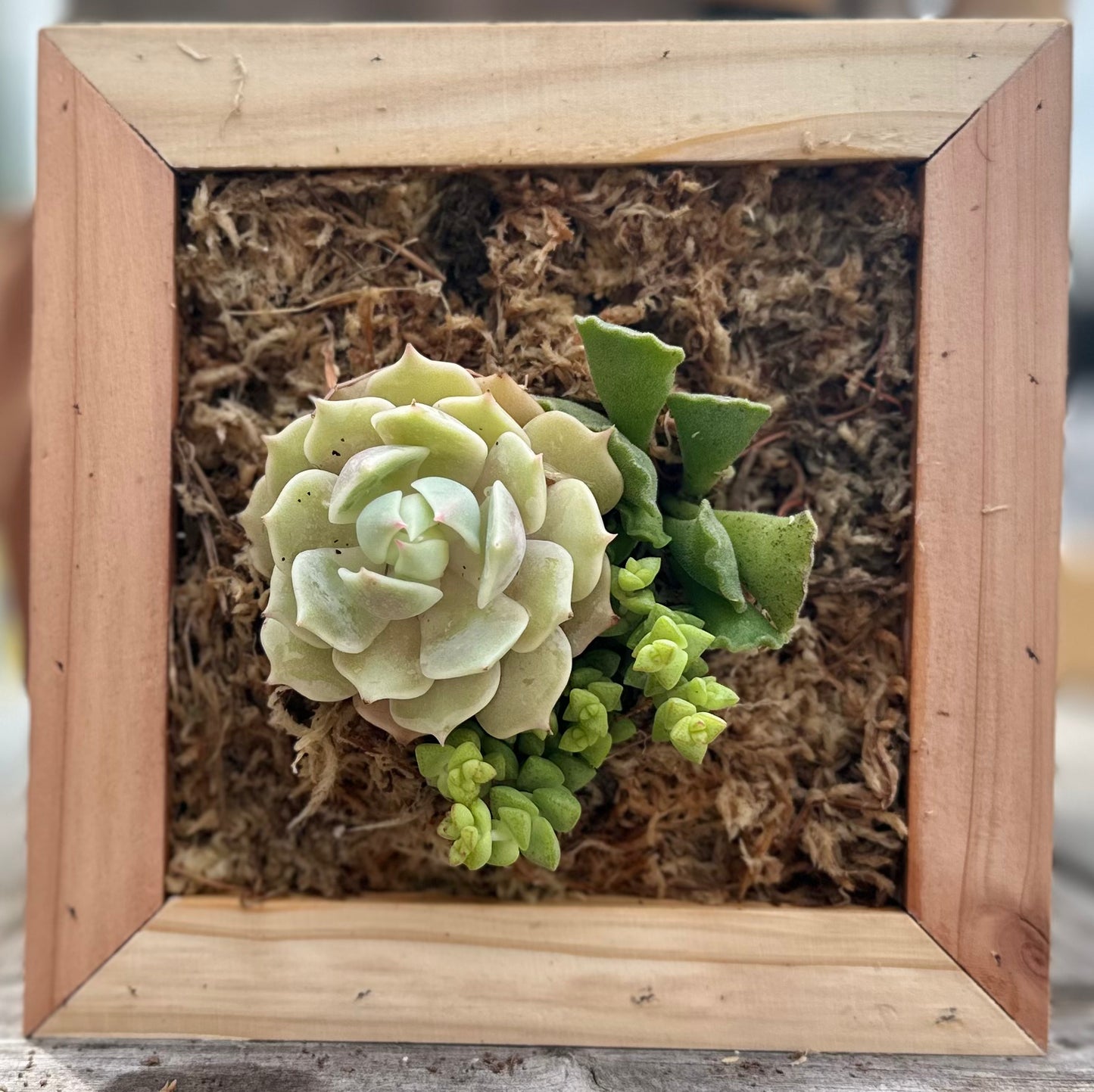 Sphagnum Moss Living Frame