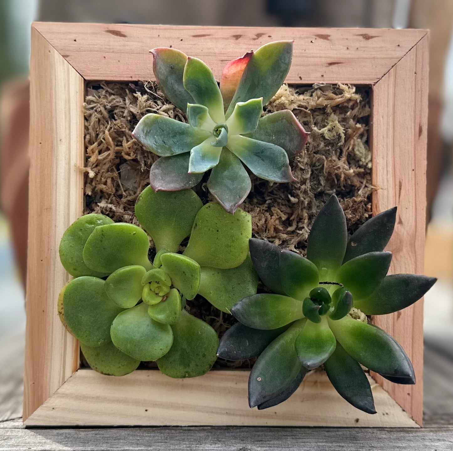 Sphagnum Moss Living Frame