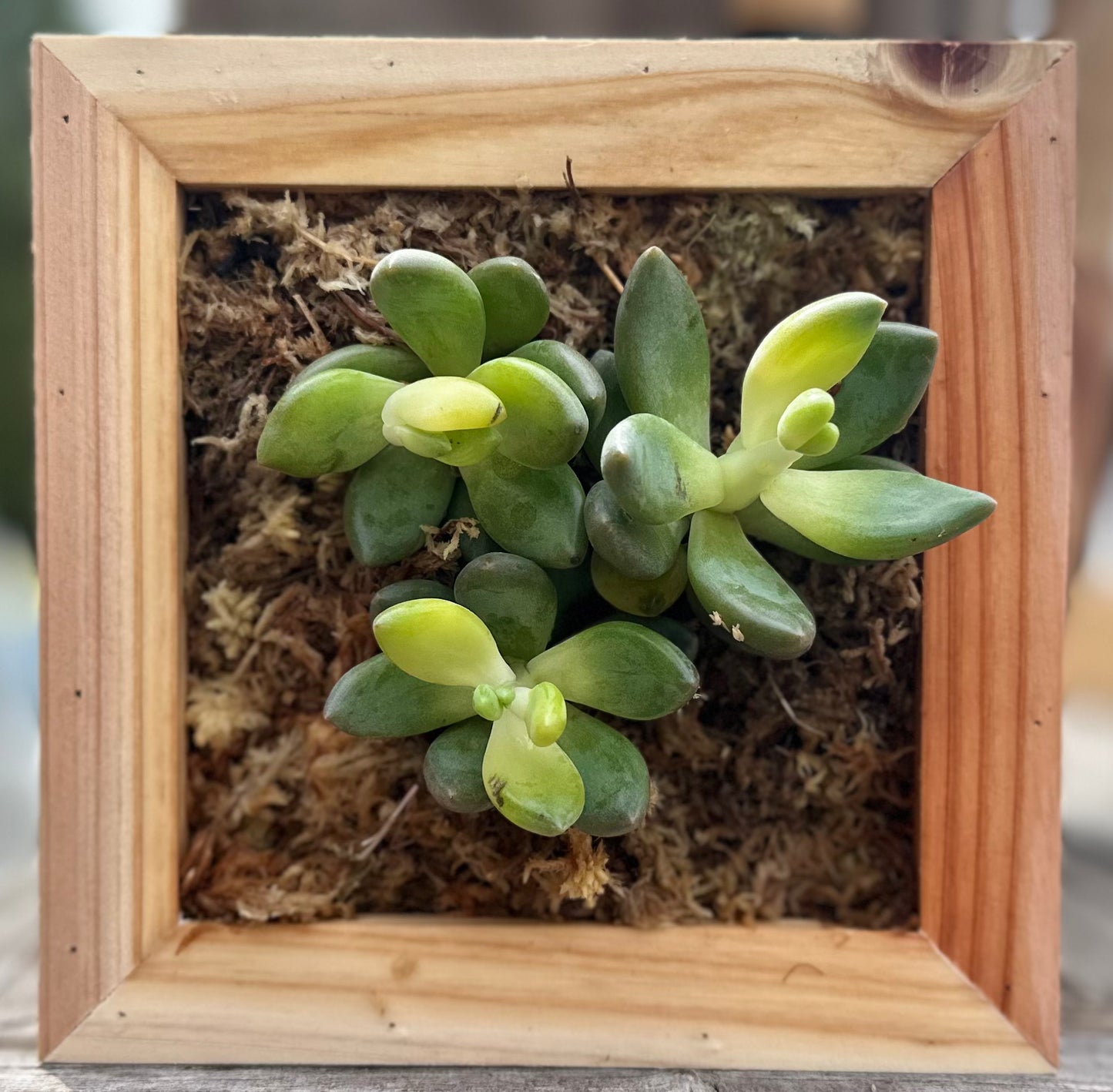 Sphagnum Moss Living Frame