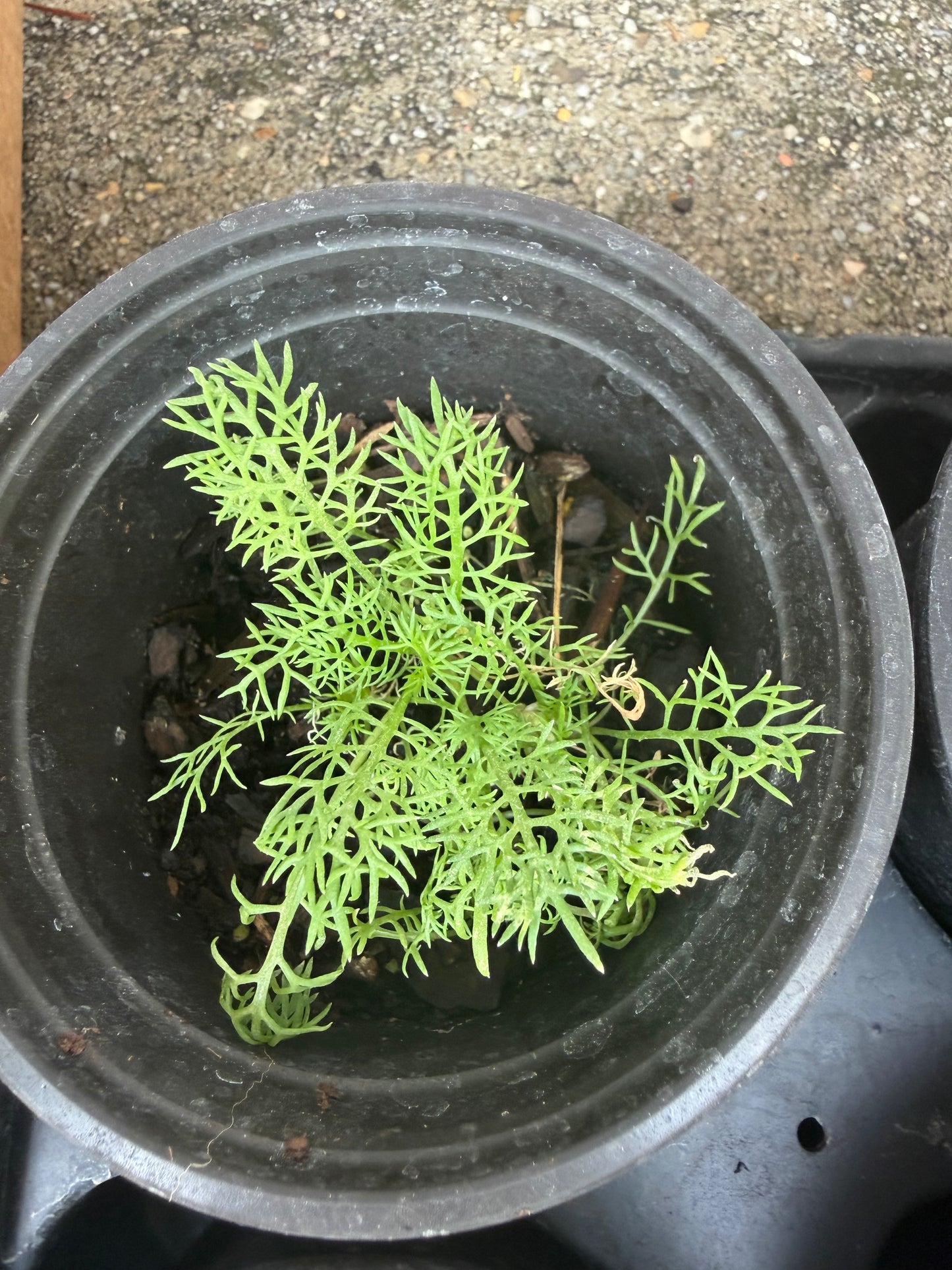 Chamomile