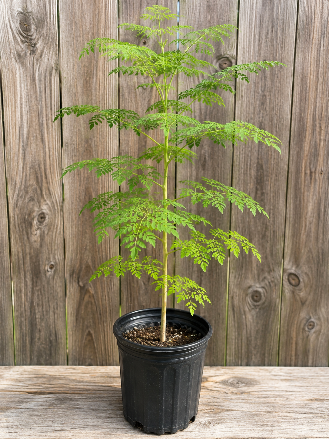 Moringa Tree