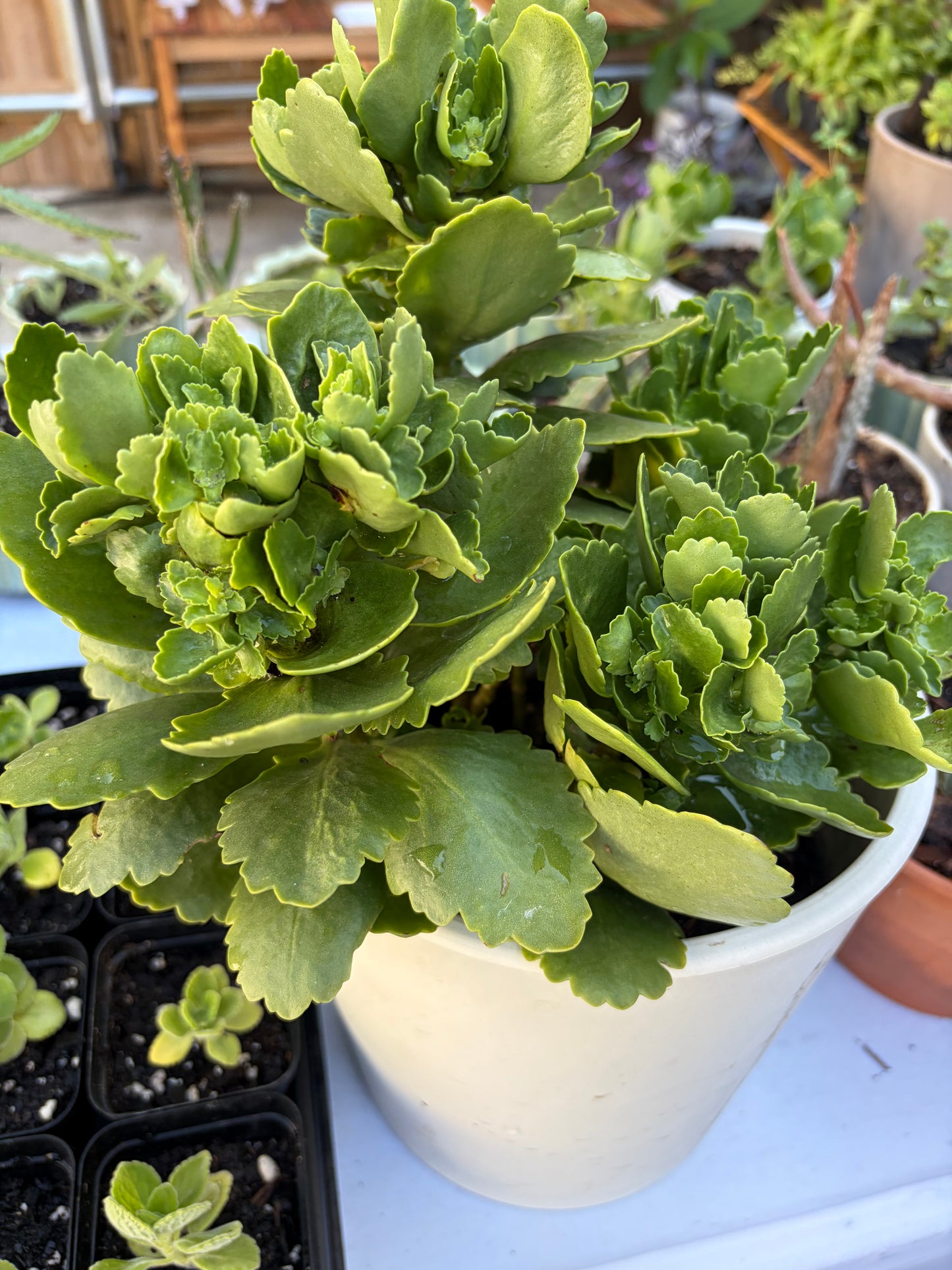 Florist Kalanchoe