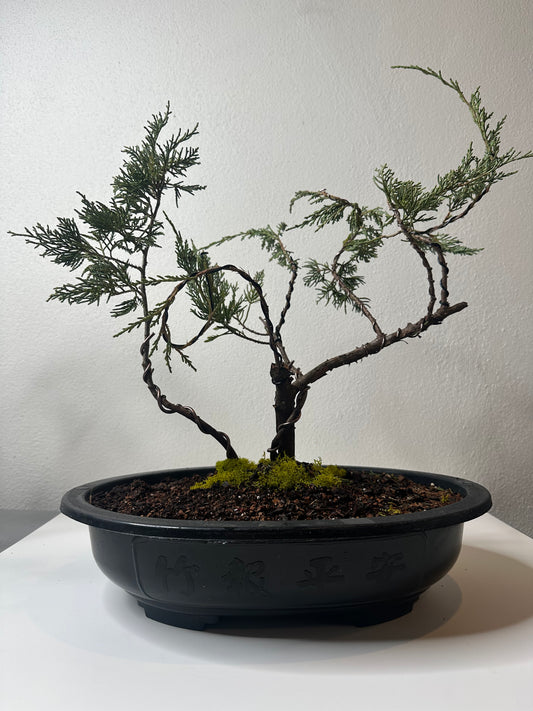 Bonsai Scissors with Metal Handle Gold