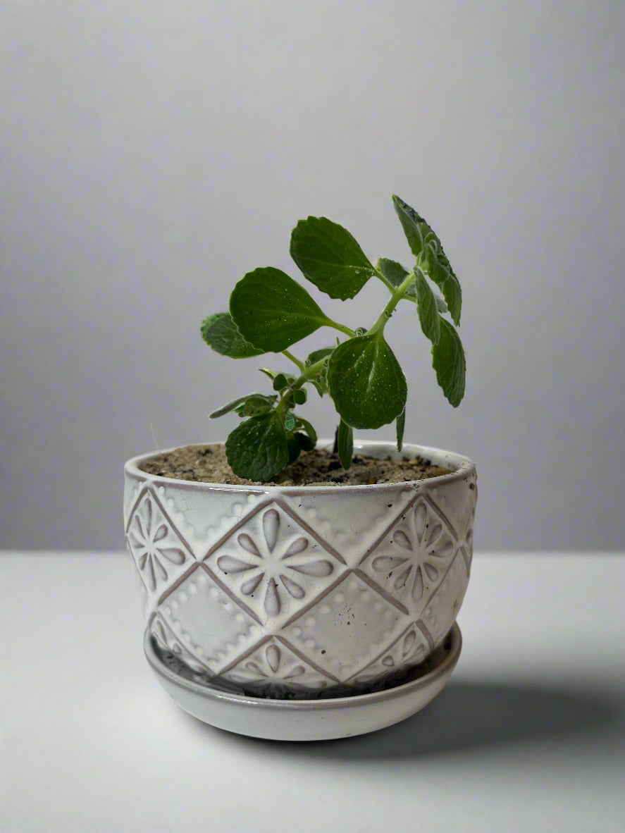 Cerveza n Lime-6" Flower Embossed Pot