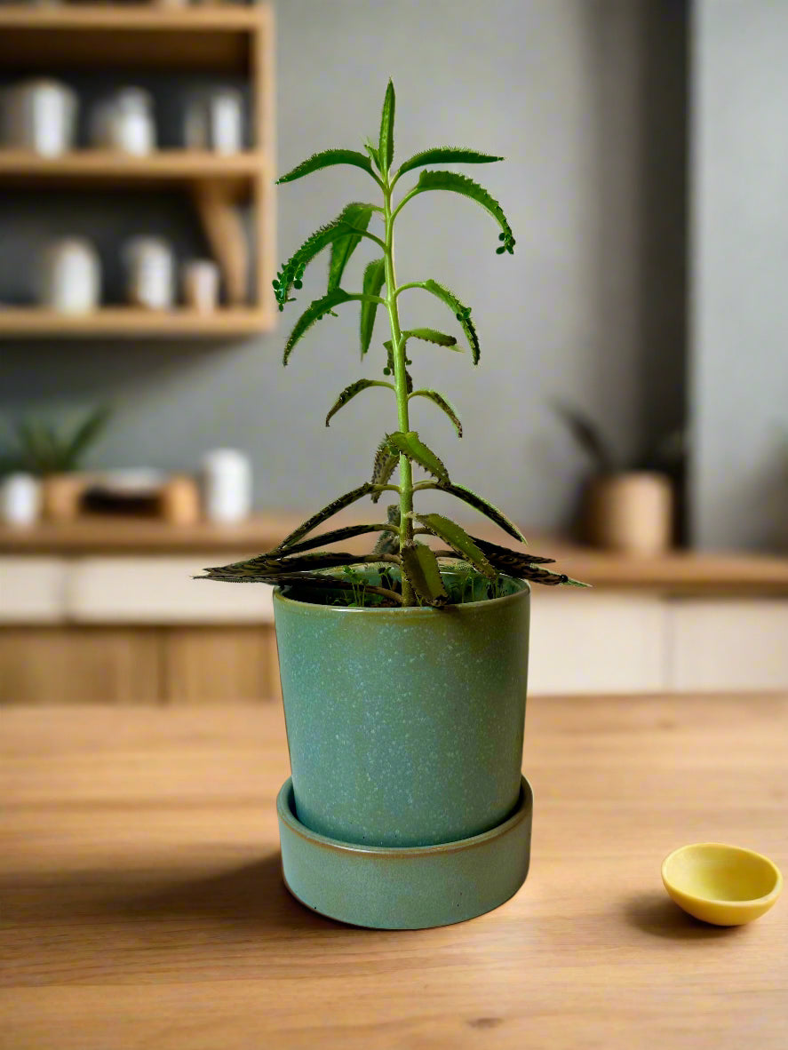 Mother of Thousands-5.5" Ceramic Glazed Pot with Pan