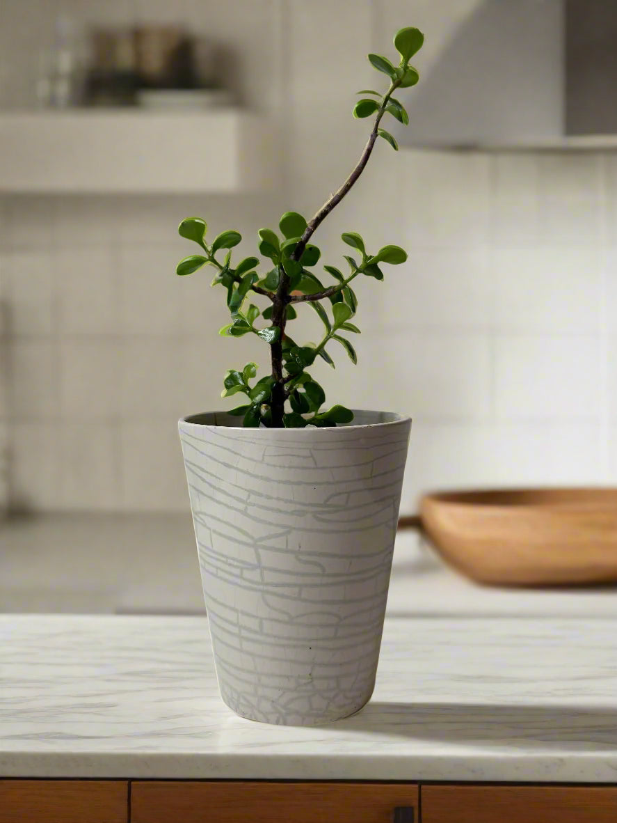 Jade Plant-5" Glazed White/Gray Ceramic Pot