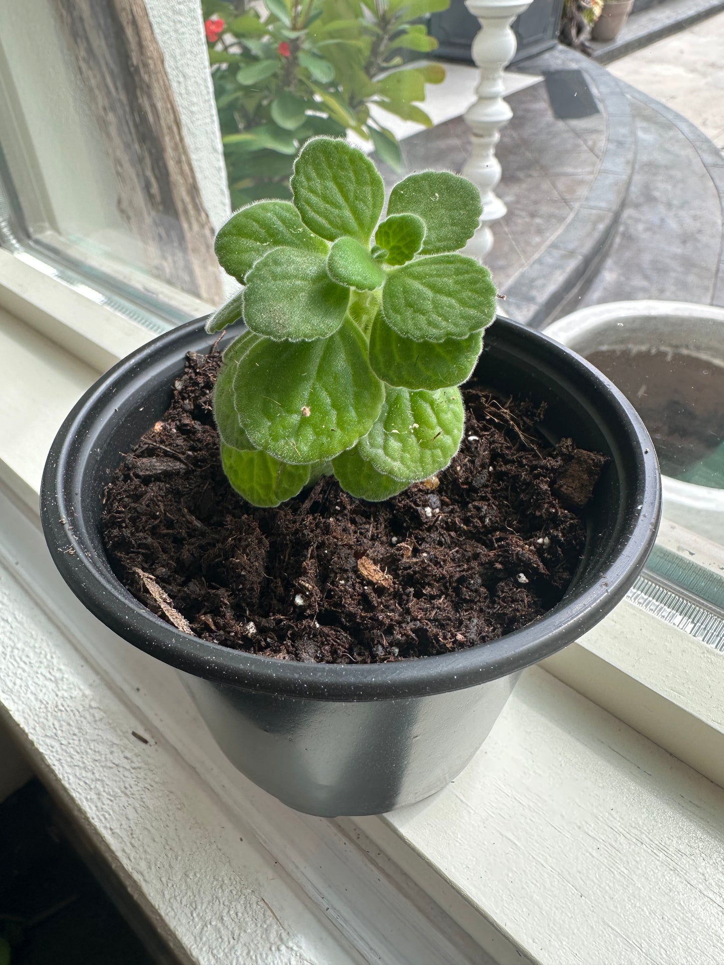 'Cerveza 'n Lime'- 4" Pot