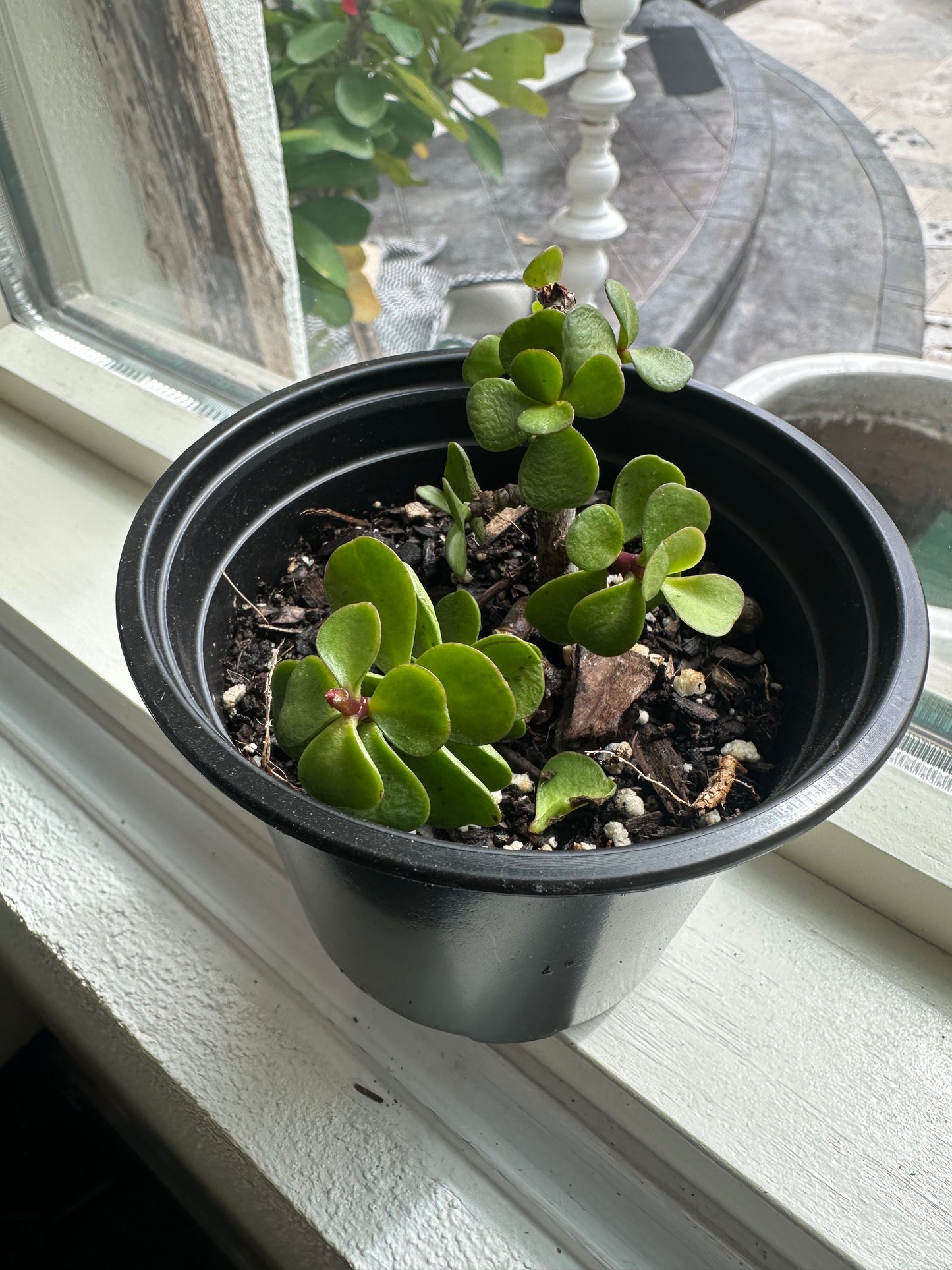 Jade Plant-4" Pot
