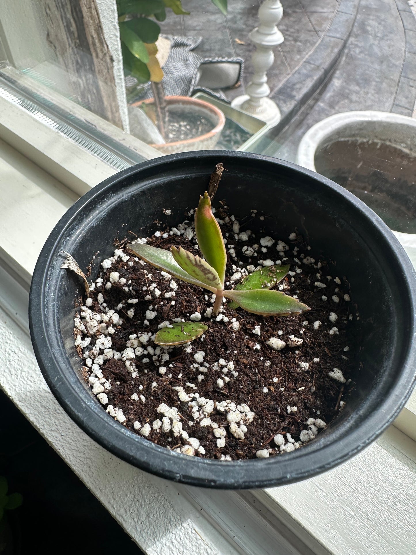 Mother of Thousands-4" pot