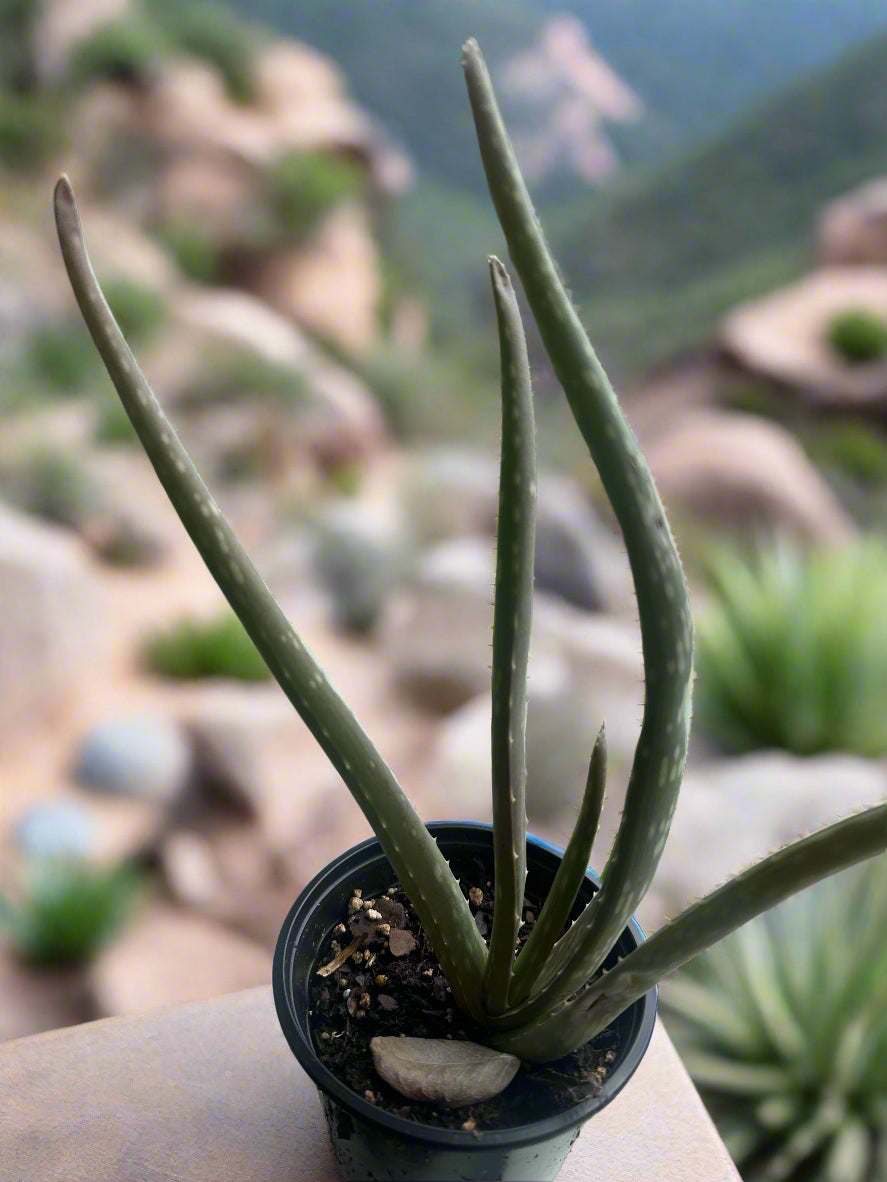 Aloe Vera 4" Pot