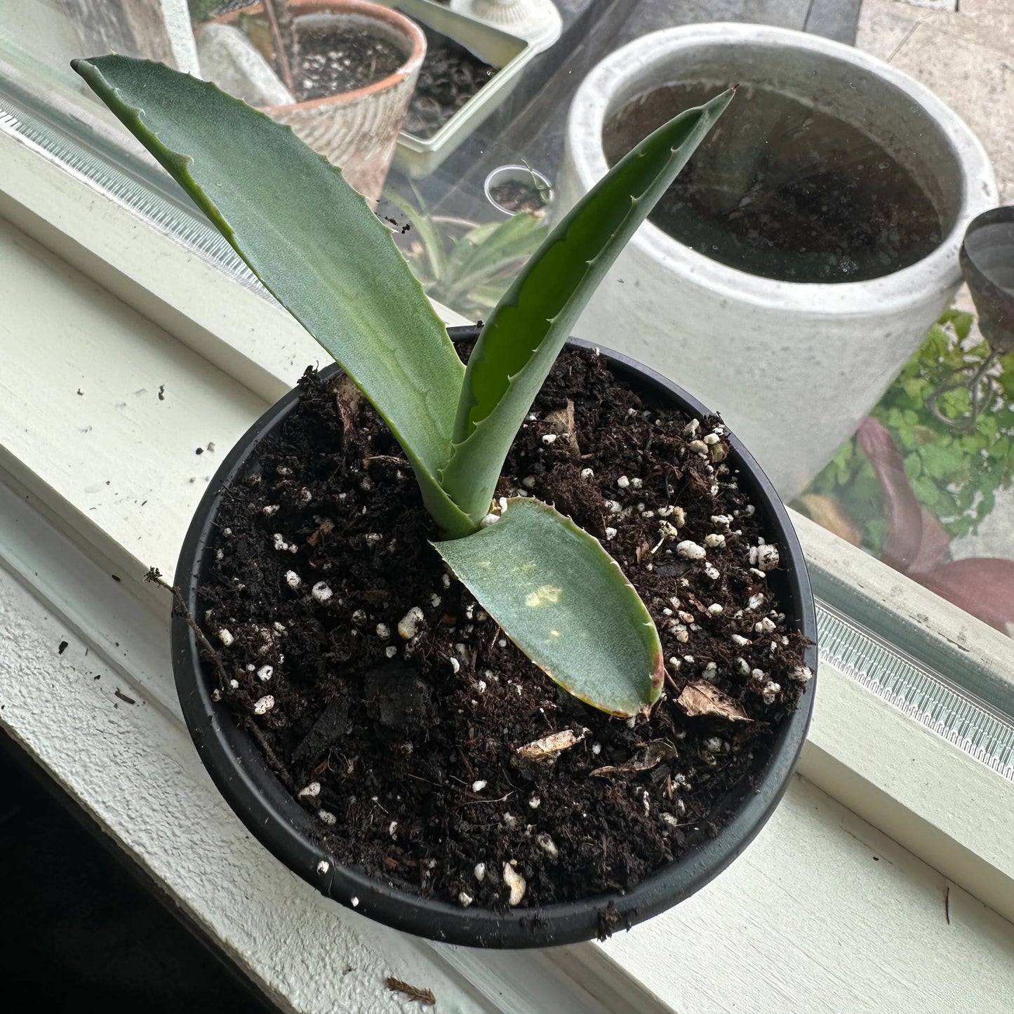 Century Plant 4" Pot