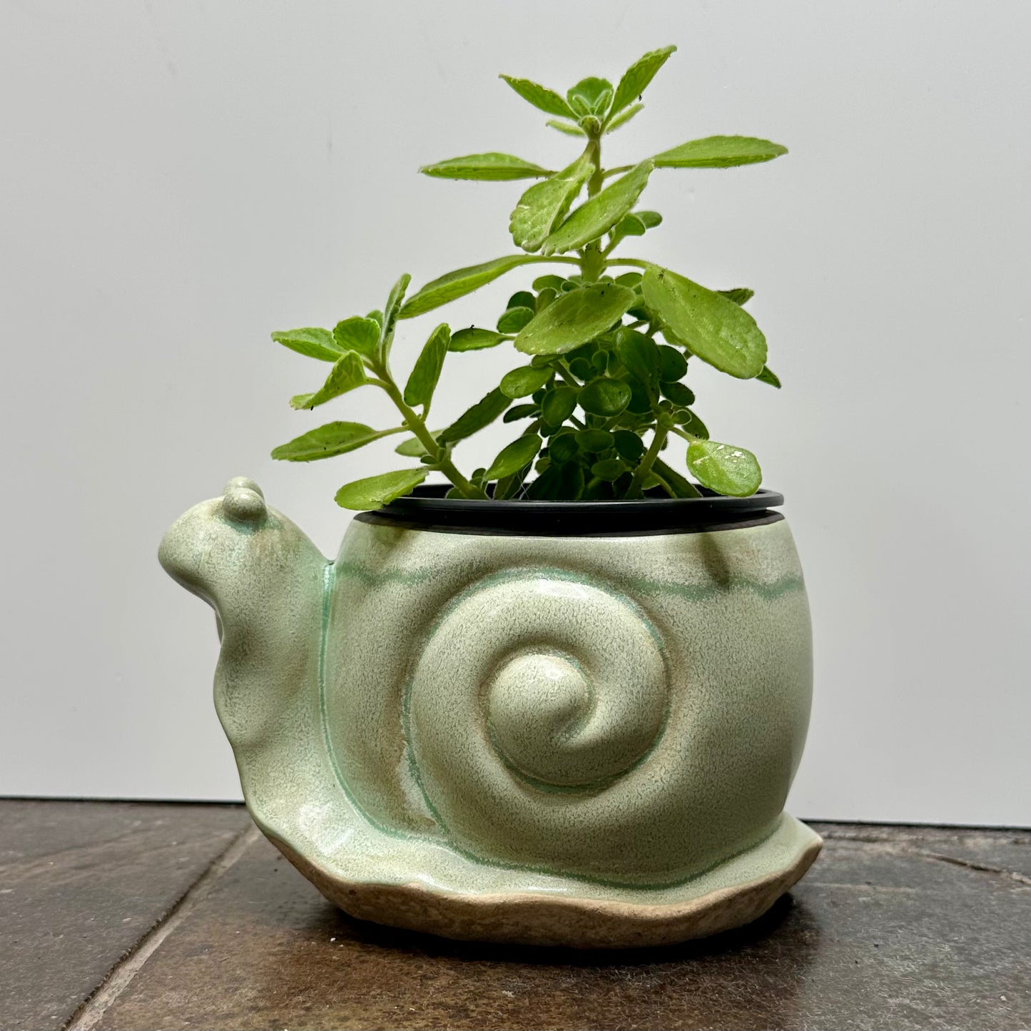 Snail-'Cerveza 'n Lime' 4" Flower Pot