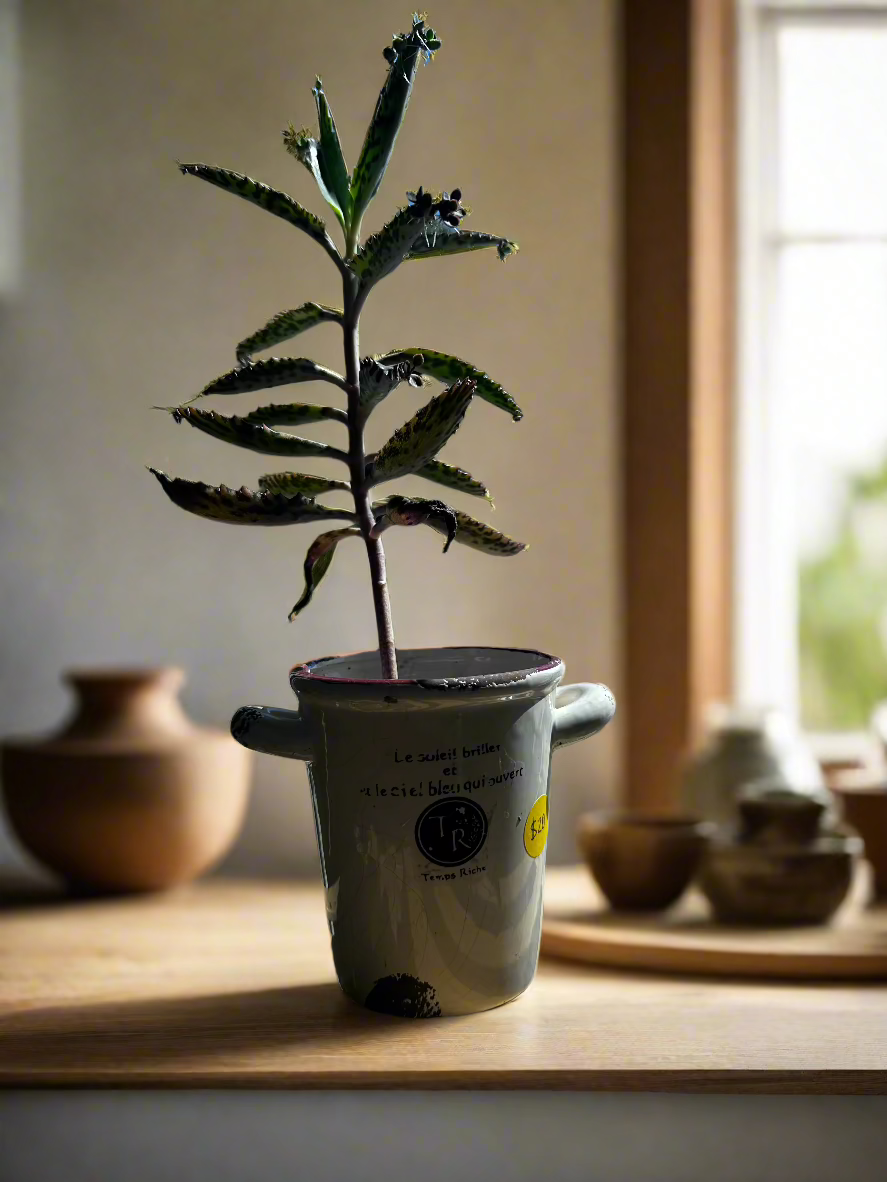 Mother of Thousands 3.5" French Pottery