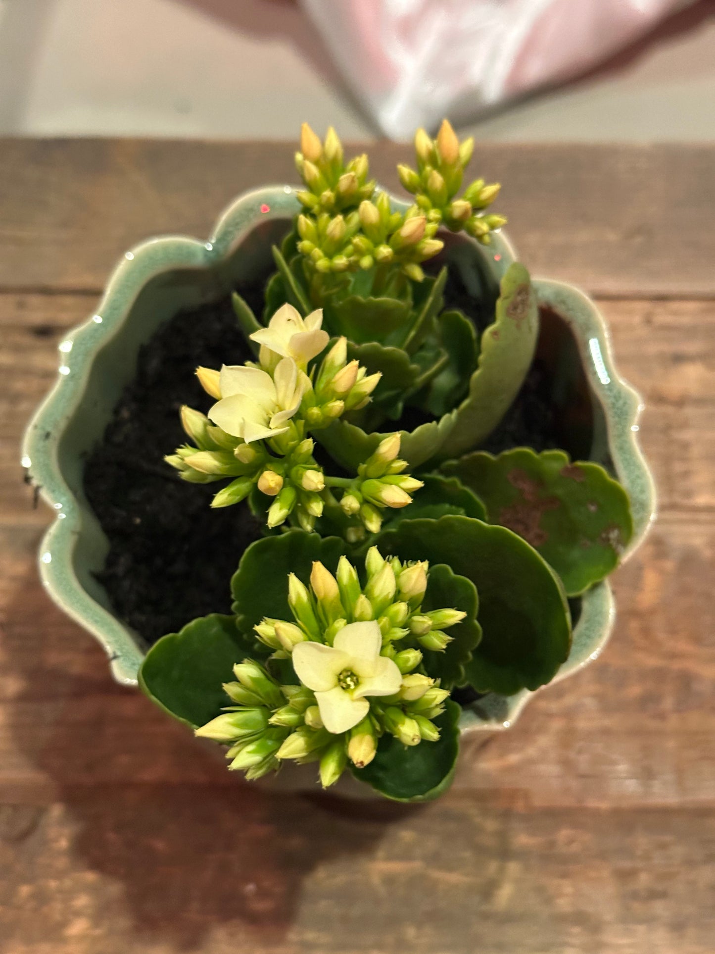 Keepsake Blooming Pot