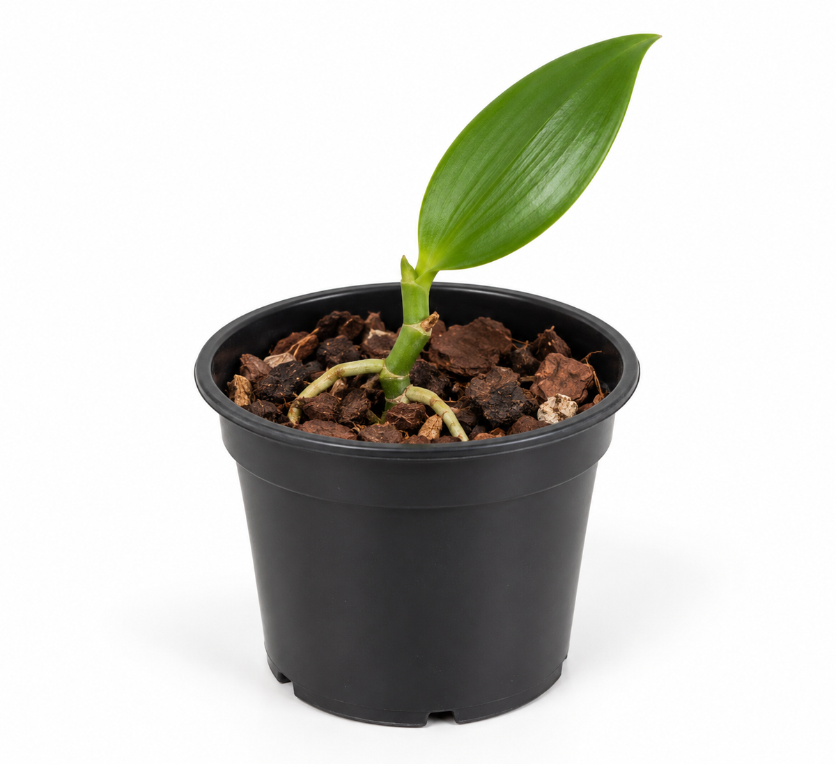 Vietnamese Vanilla Bean Orchid 4" Pot