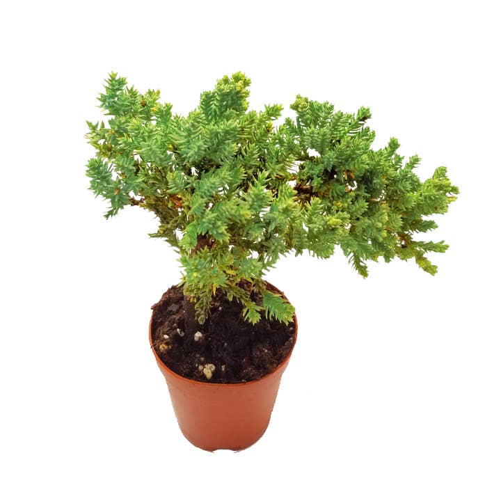 4" Bonsai Juniper Plant