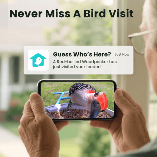 bird feeder that can be controlled by phone