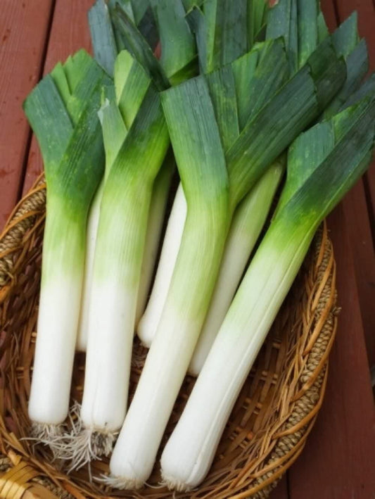 Autumn Giant Leek Onion - 300 Seeds