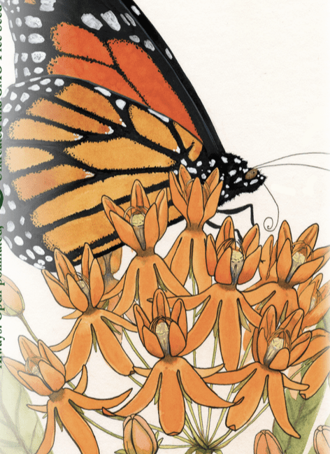 Milkweed Seeds - Butterfly