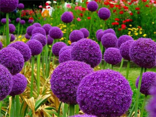 Blue Purple Giant Allium Seeds - Globemaster Allium Giganteum Flower Seeds