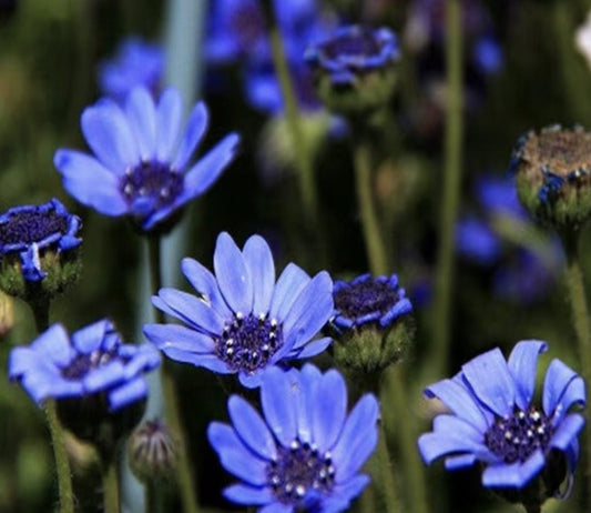blue flower seeds