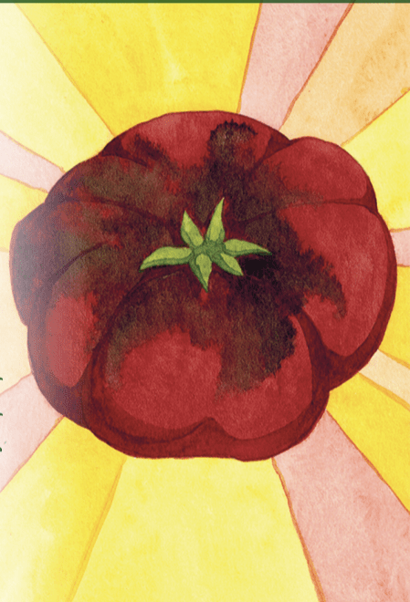 Slicing Tomato Seeds - Cherokee Purple