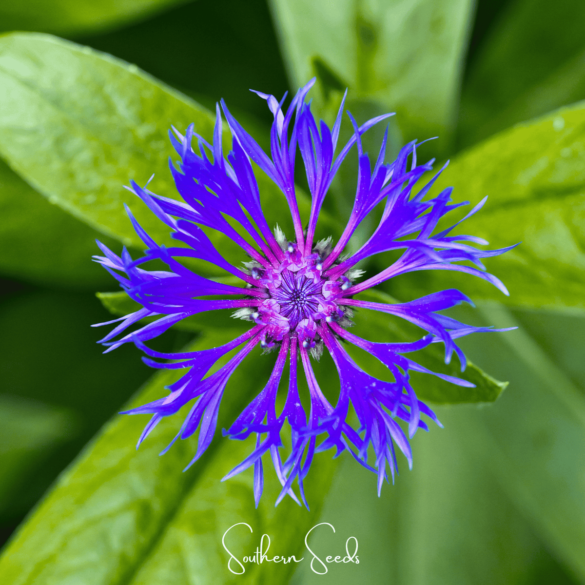 purple cornflower