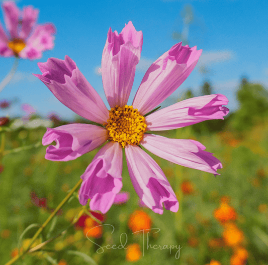 Cosmos – 100 Seeds