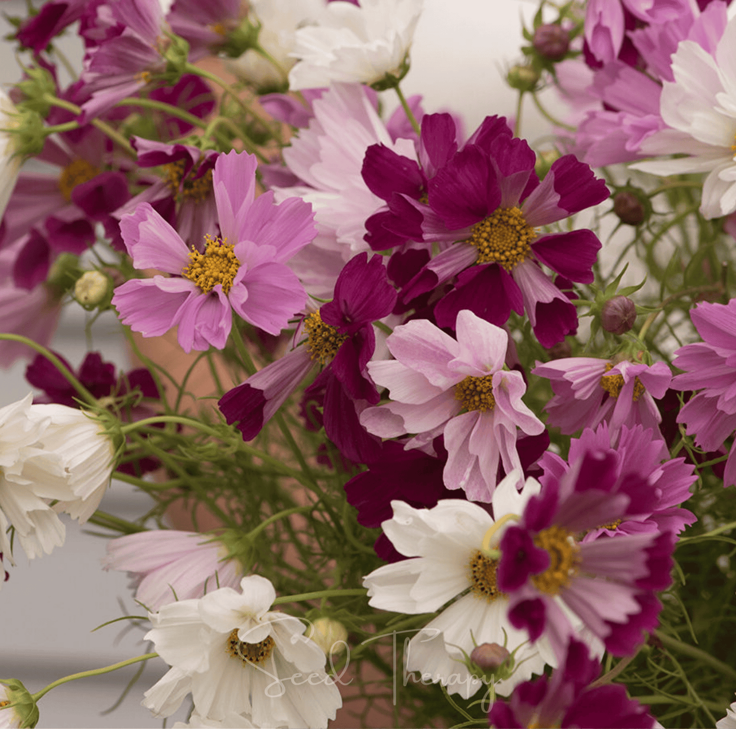 Cosmos – 100 Seeds