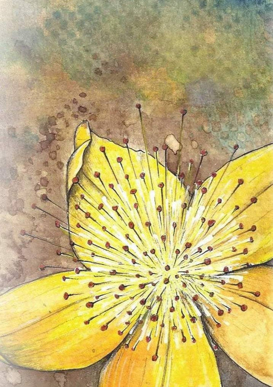 St. John's Wort Seeds
