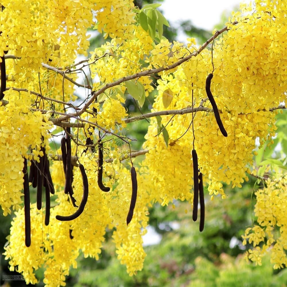 Golden Shower Tree - 10 Seeds - Purging Cassia Fistula Indian Laburnum Pudding-Pipe Tree