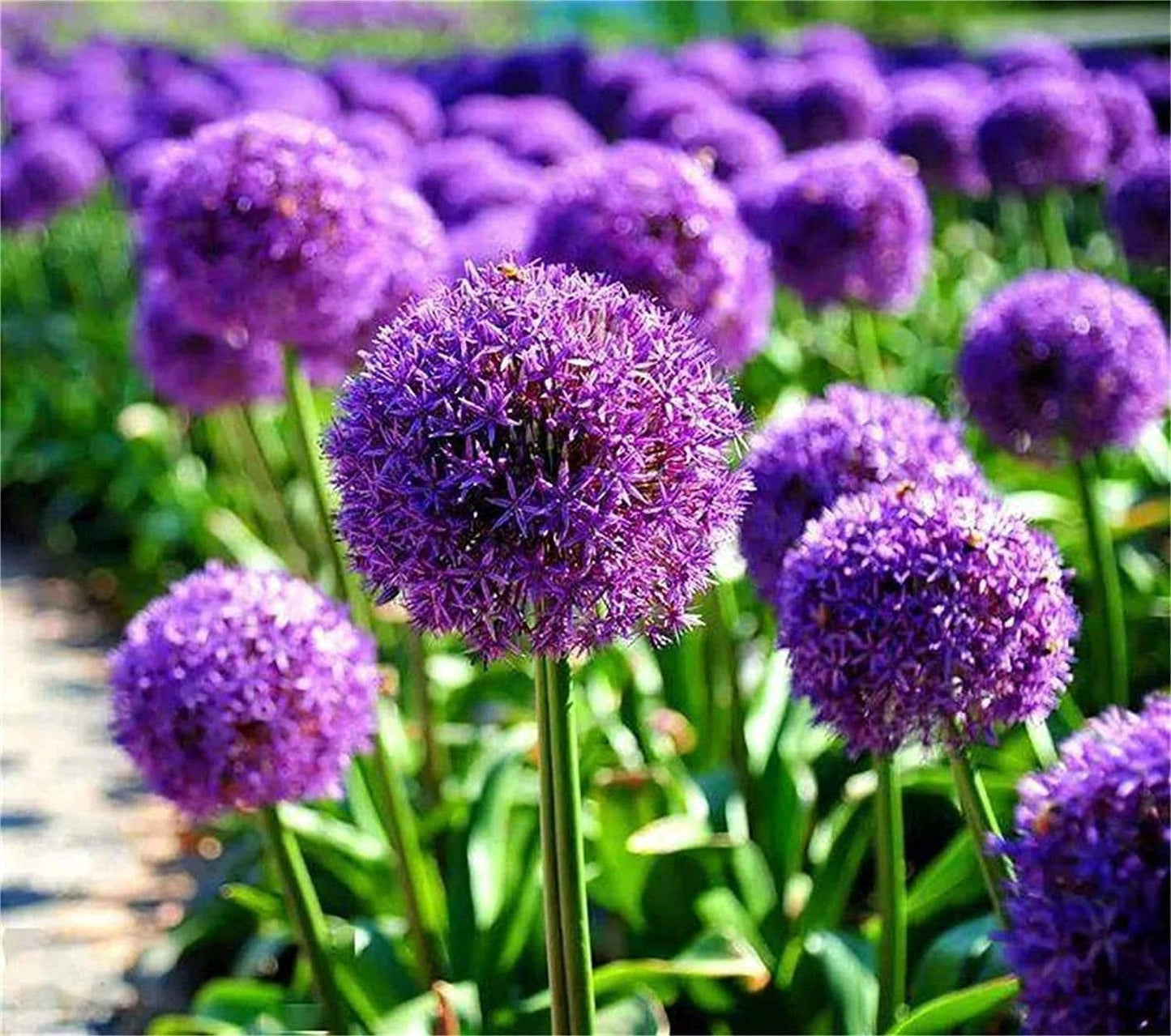 huge purple flower seeds
