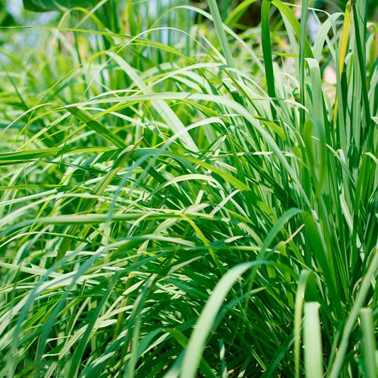 lemongrass plant seeds