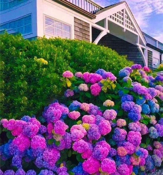 mixed hydrangea