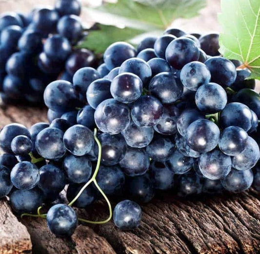 Muscadine Grape Seeds - Non GMO - Vitis Rotundifolia E165