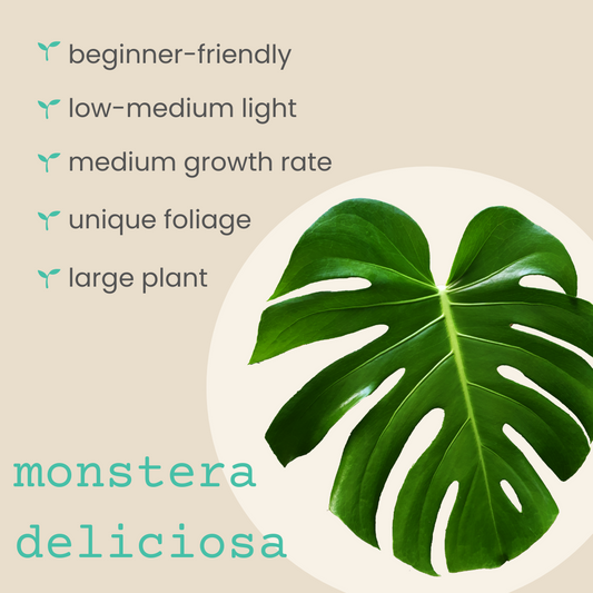 Monstera Deliciosa "Swiss Cheese Plant" Seeds
