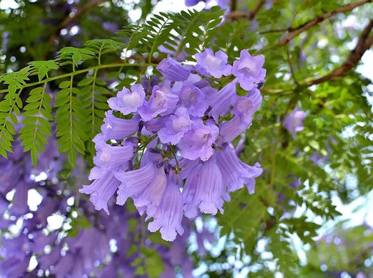 purple jacaranda flower seeds