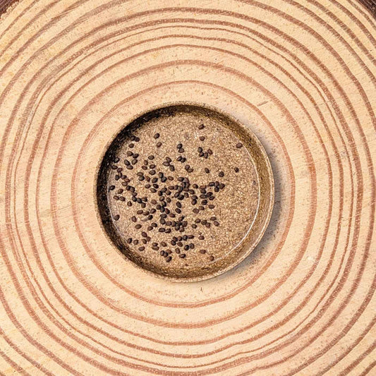 Hypoestes 'Polka Dot Plant' Seeds